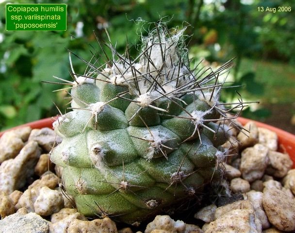 Copiapoa_ humilis _ssp.variispinata 'paposoensis'_ 01